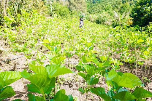مبيت وإفطار دالات Farm Co Chu Tuan Ha المظهر الخارجي الصورة