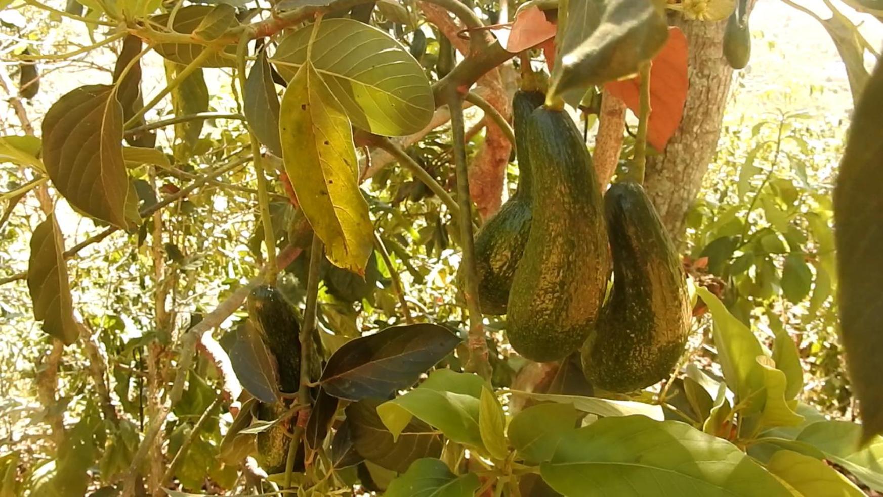 مبيت وإفطار دالات Farm Co Chu Tuan Ha المظهر الخارجي الصورة