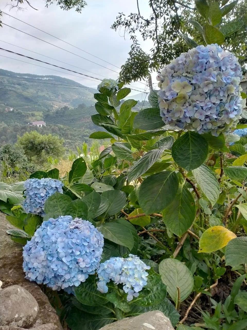 مبيت وإفطار دالات Farm Co Chu Tuan Ha المظهر الخارجي الصورة