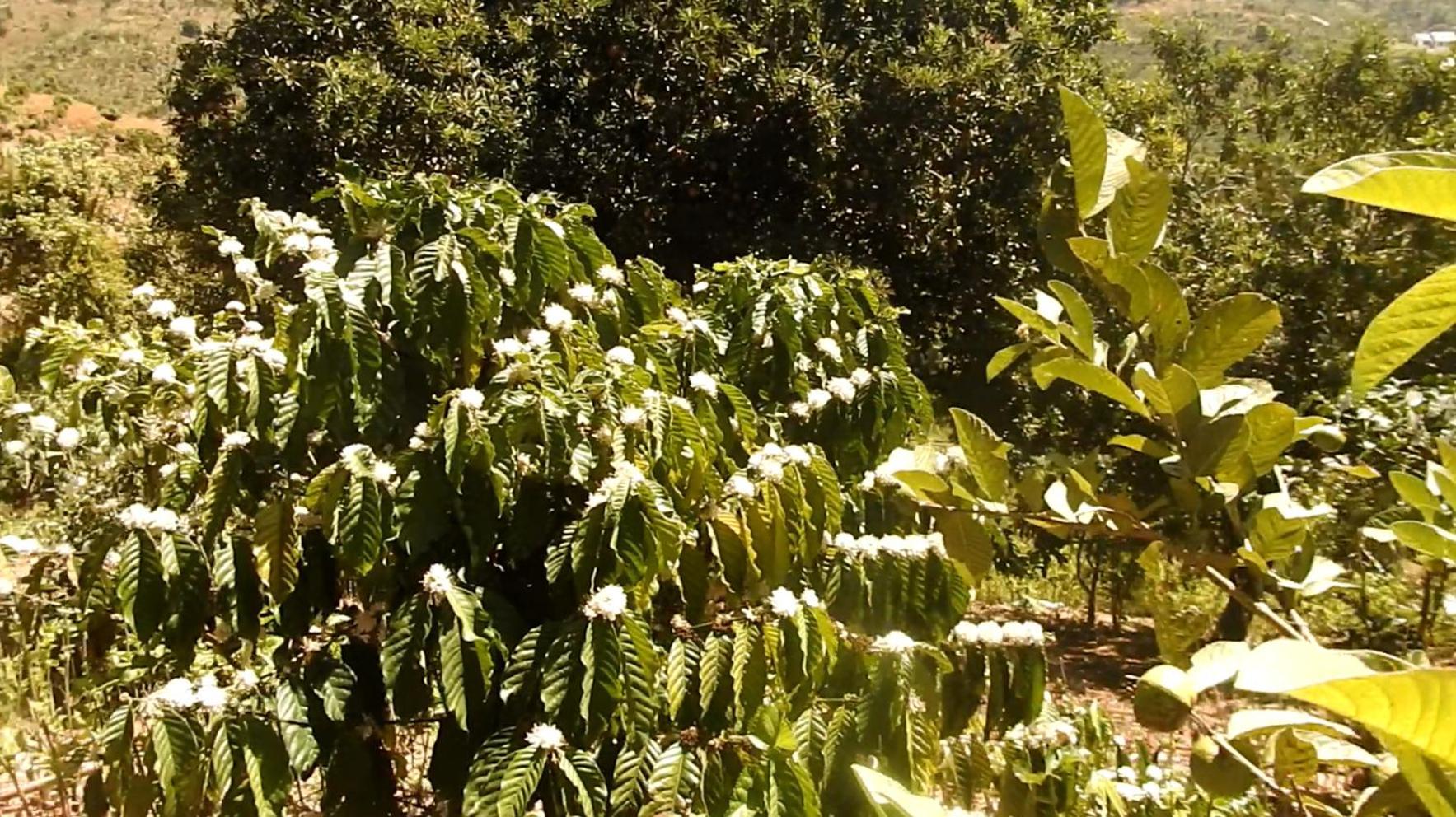 مبيت وإفطار دالات Farm Co Chu Tuan Ha المظهر الخارجي الصورة